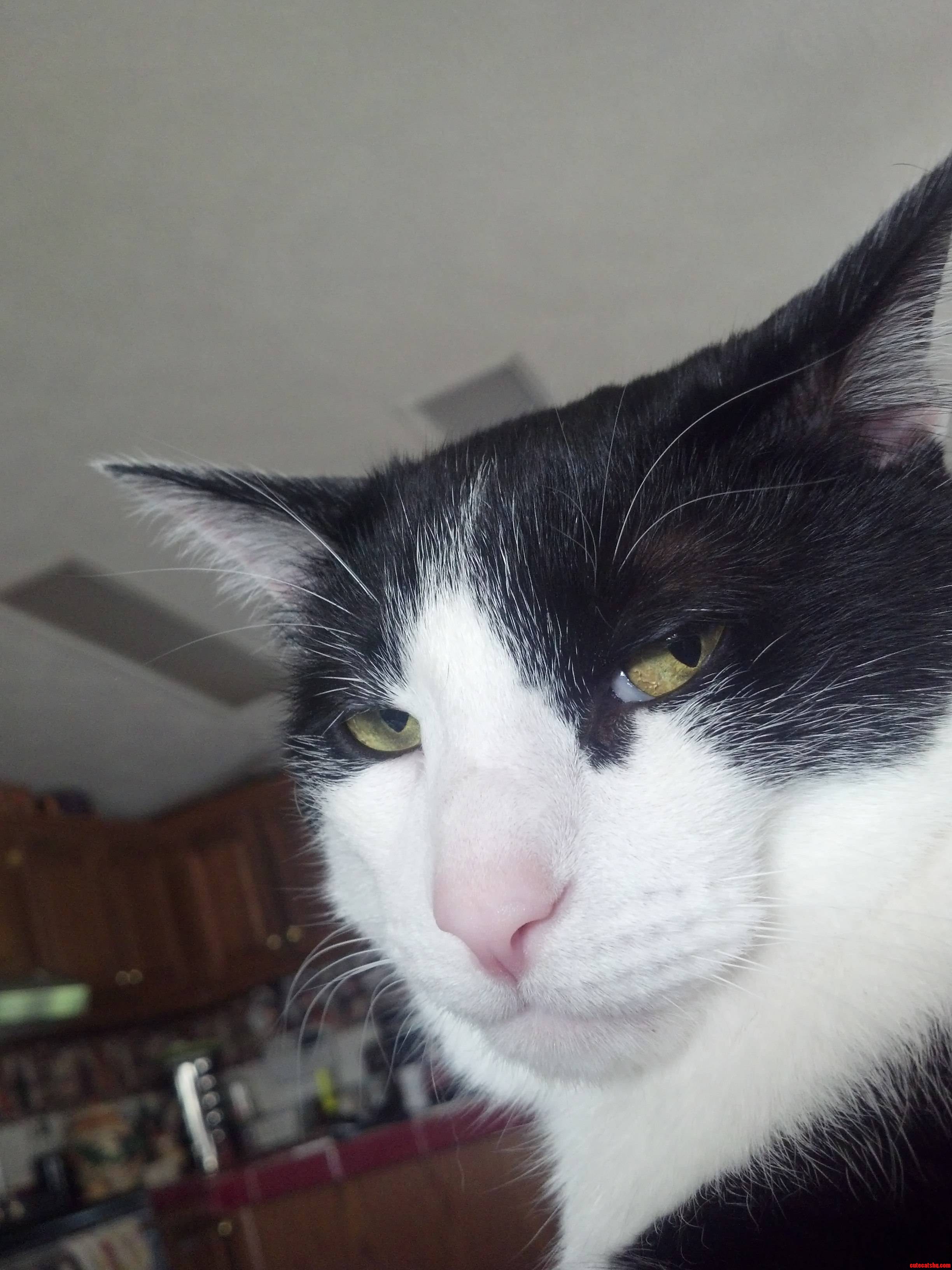 He Was Not Impressed.