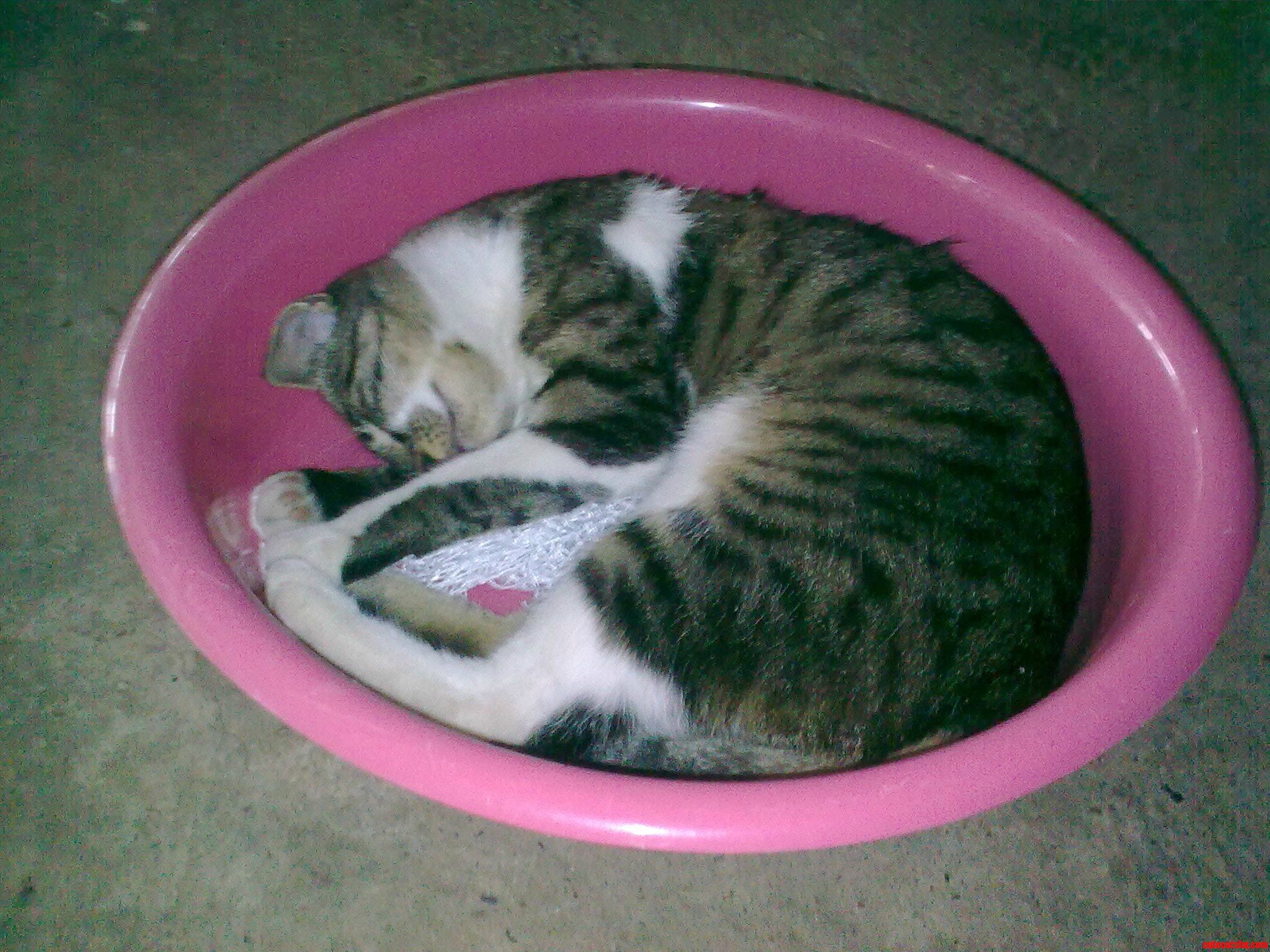 He Would Fall Asleep Anywere.