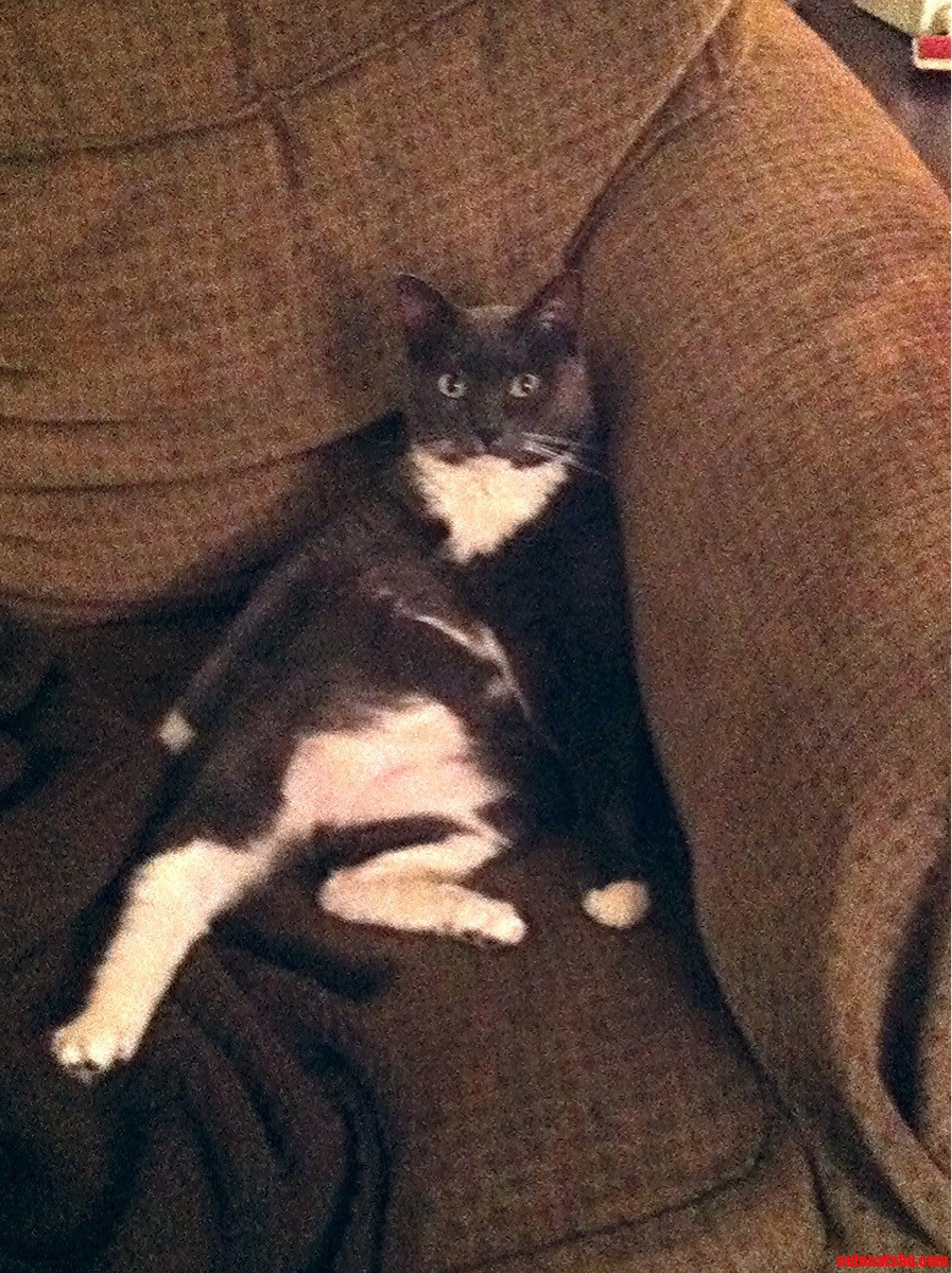 Hello Ladies