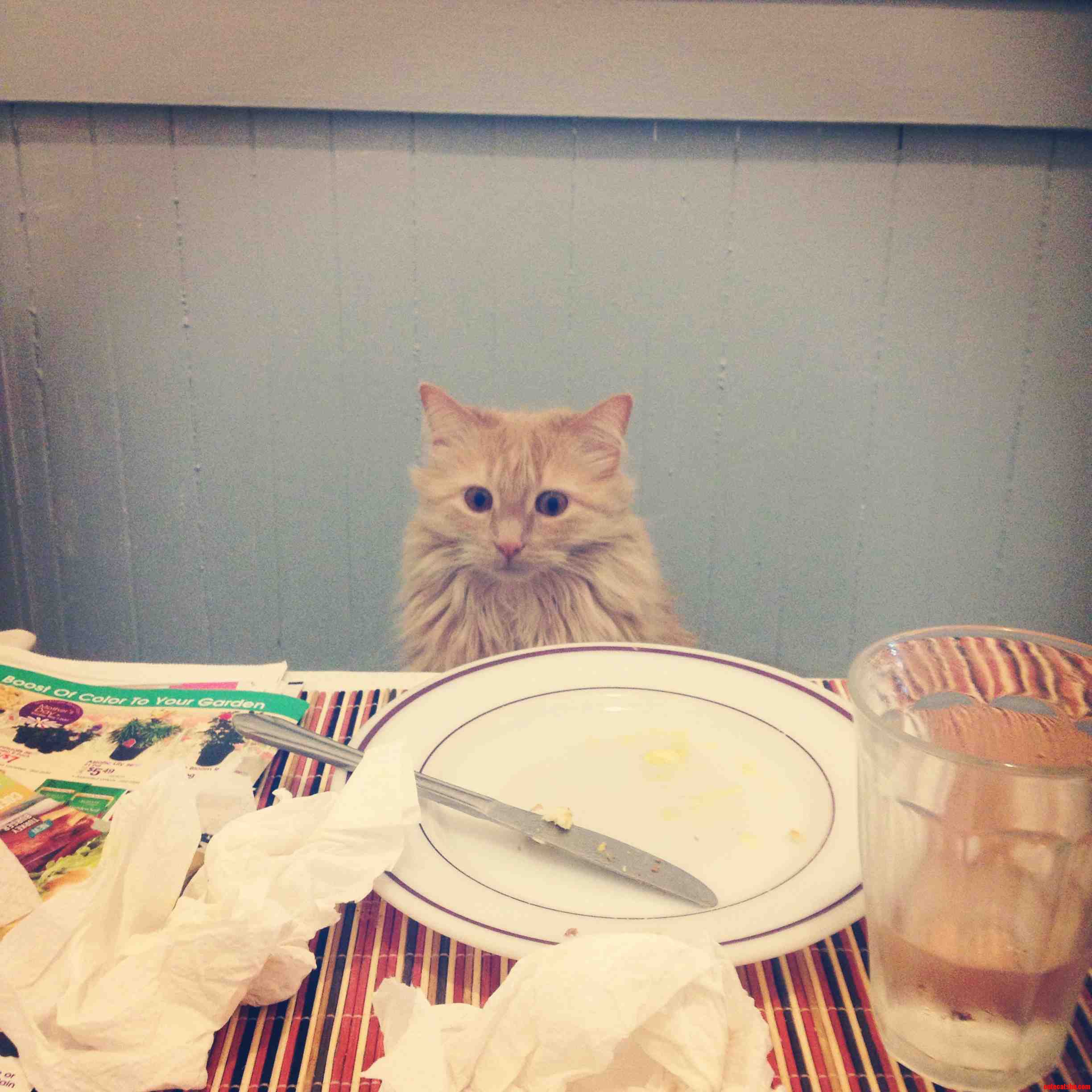 Henry Is Ready for Seconds.