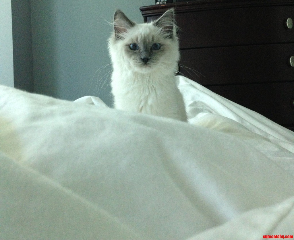Heres My Ragdoll  Ash.