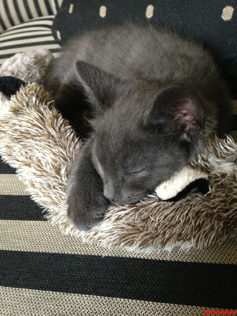 He's Not Feeling Good but He Found a Comfort Toy