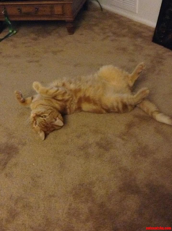 Hooman. Look at Me. Now.