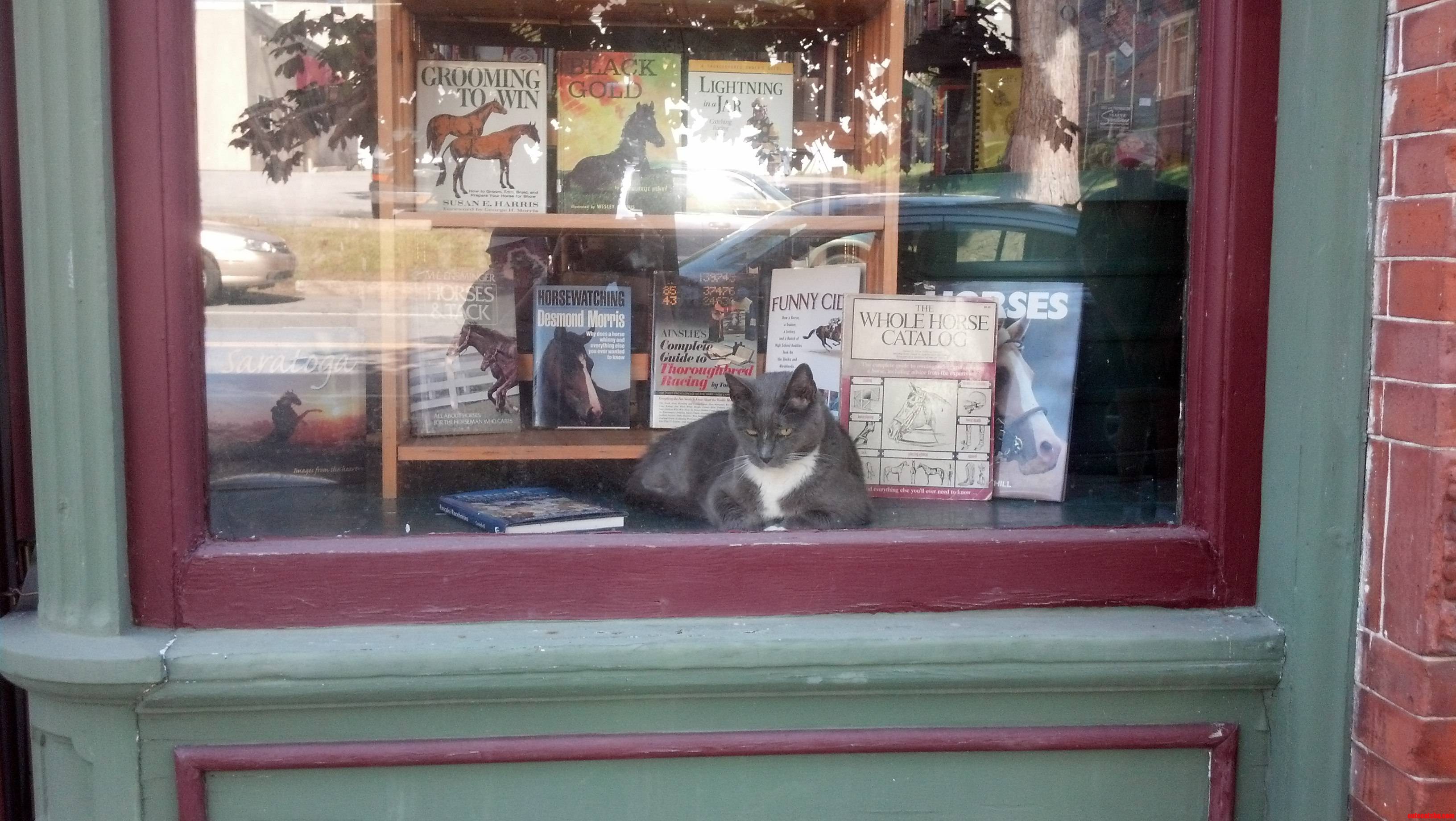 How Much Is That Kitty in the Window