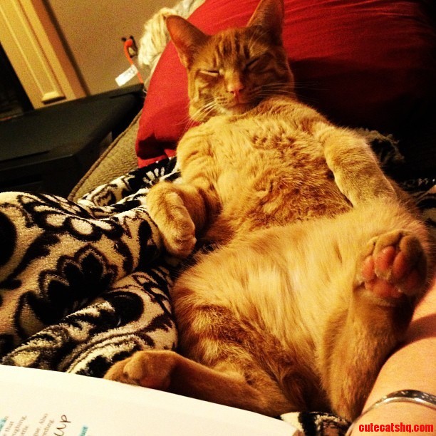 How My Cat Likes to Sleep