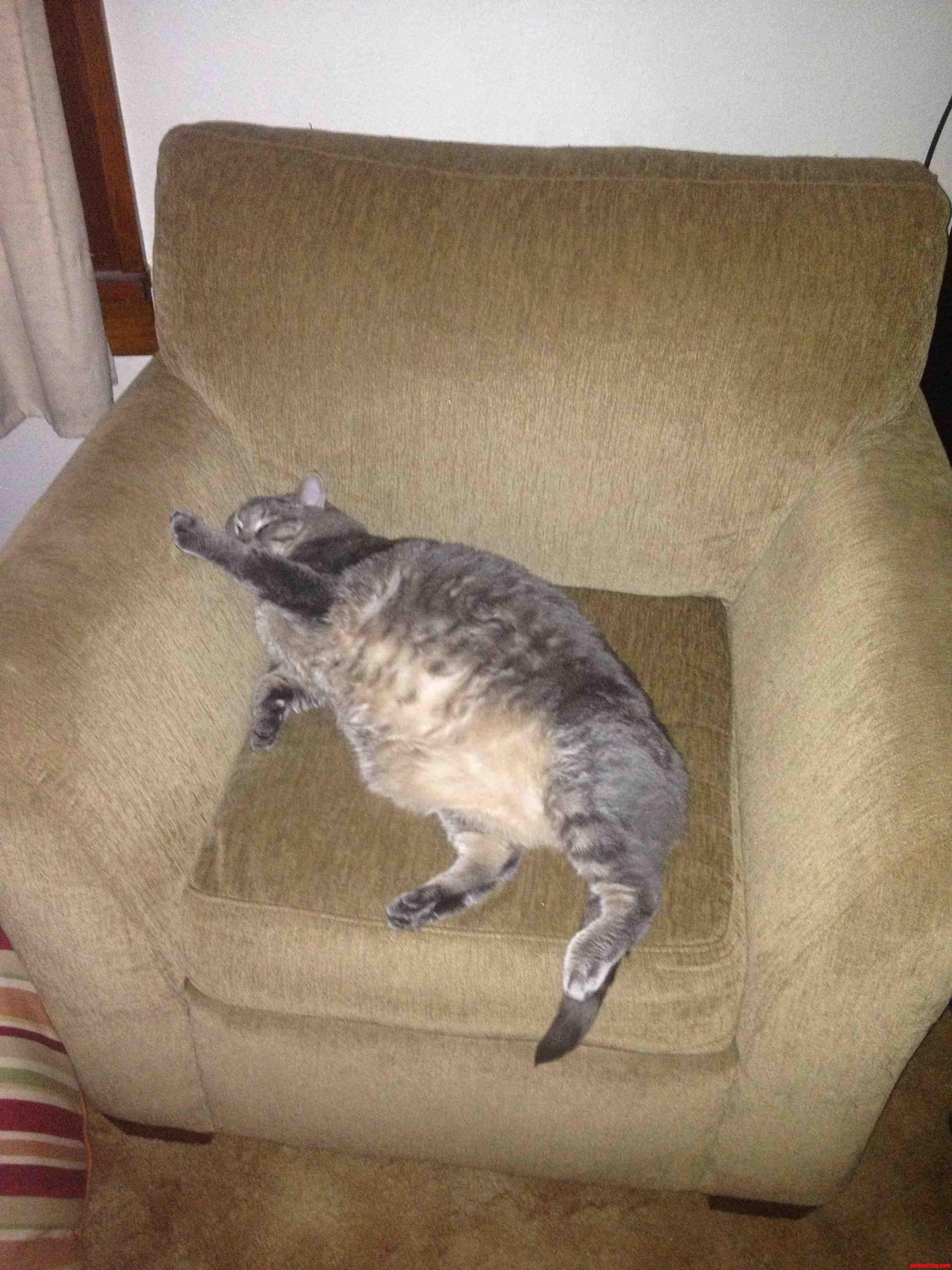 How My Cat Sleeps