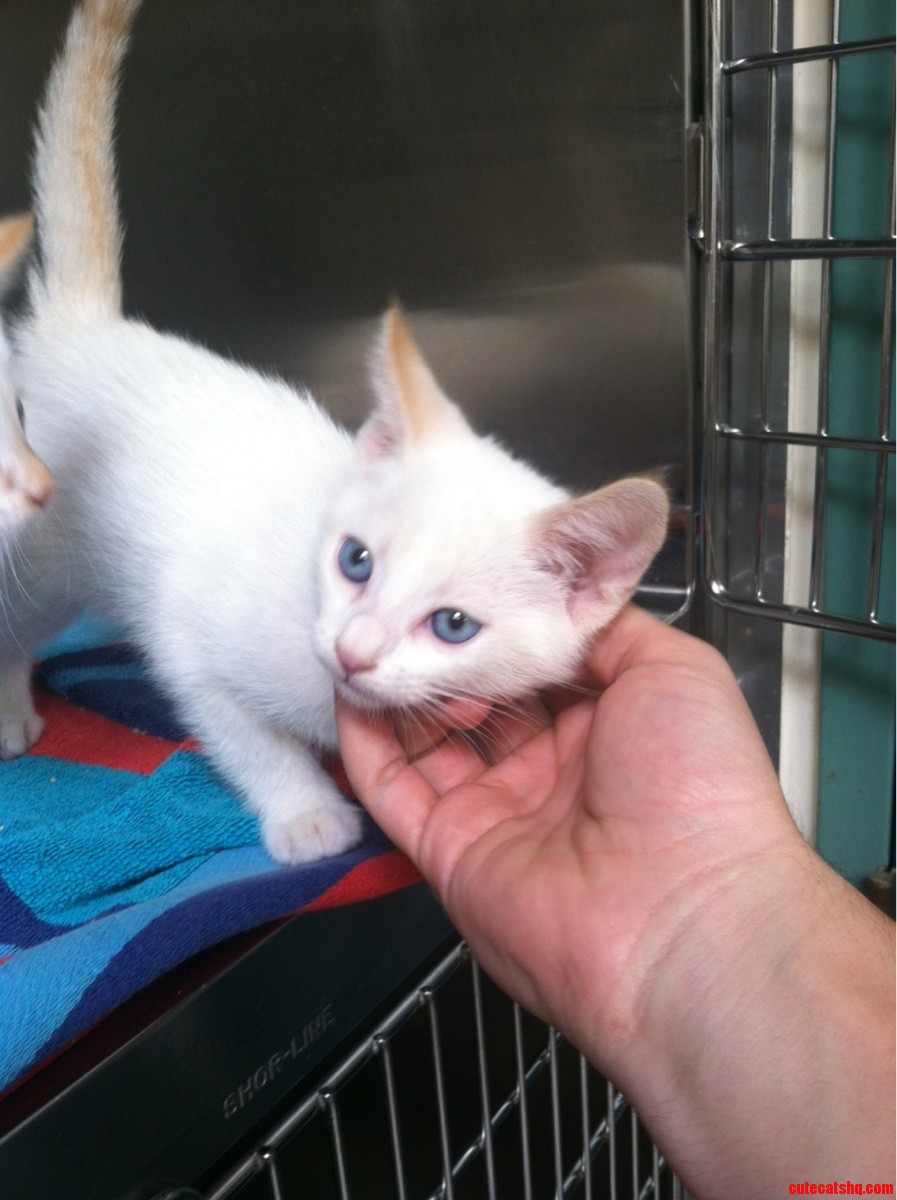 I Adopted a Kitten Today