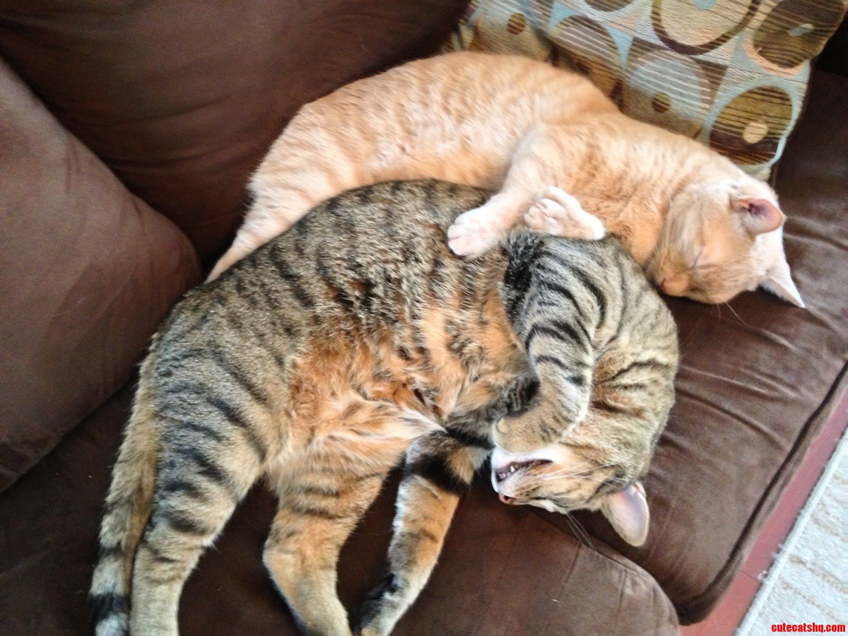 I Also Caught My Cats Spooning.