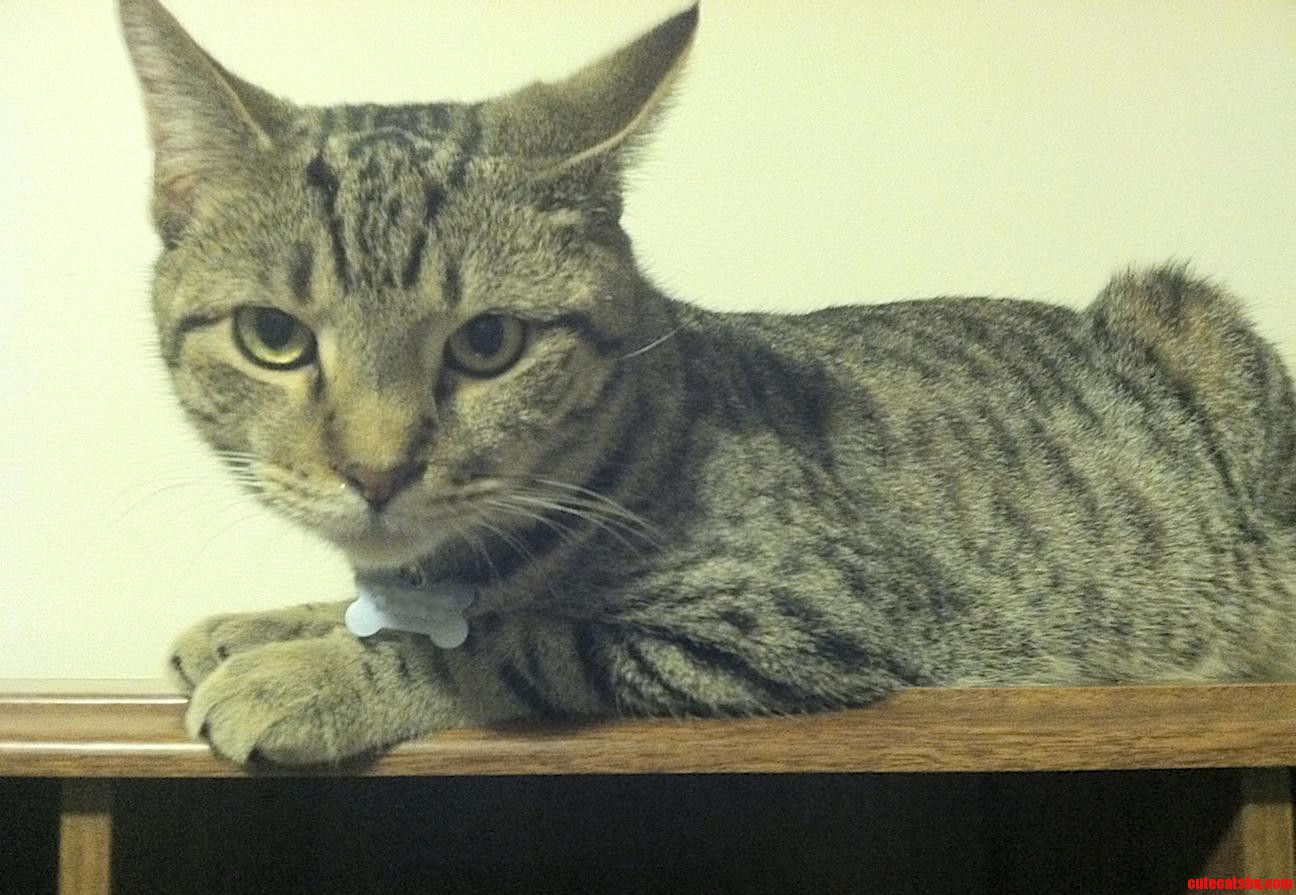 I Am Not Amused