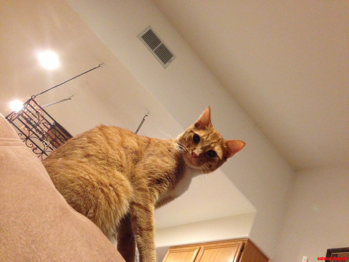 I Am Rider  King of the Couch