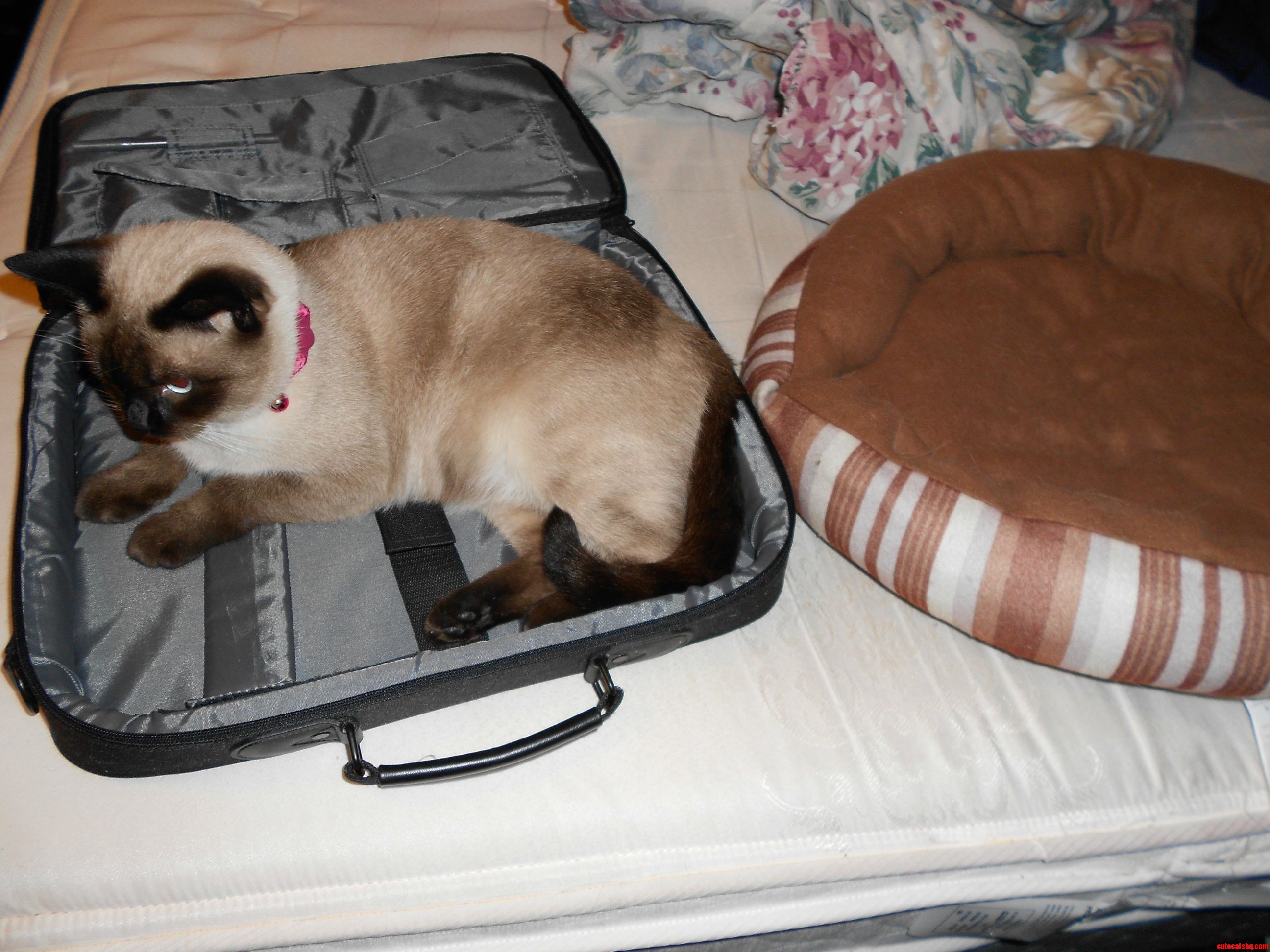 I Bought My Cat a Bed  but She Thought My Laptop Bag Looked Better.