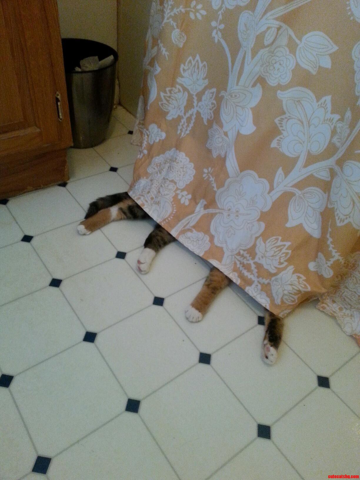 I Cant Find My Cat