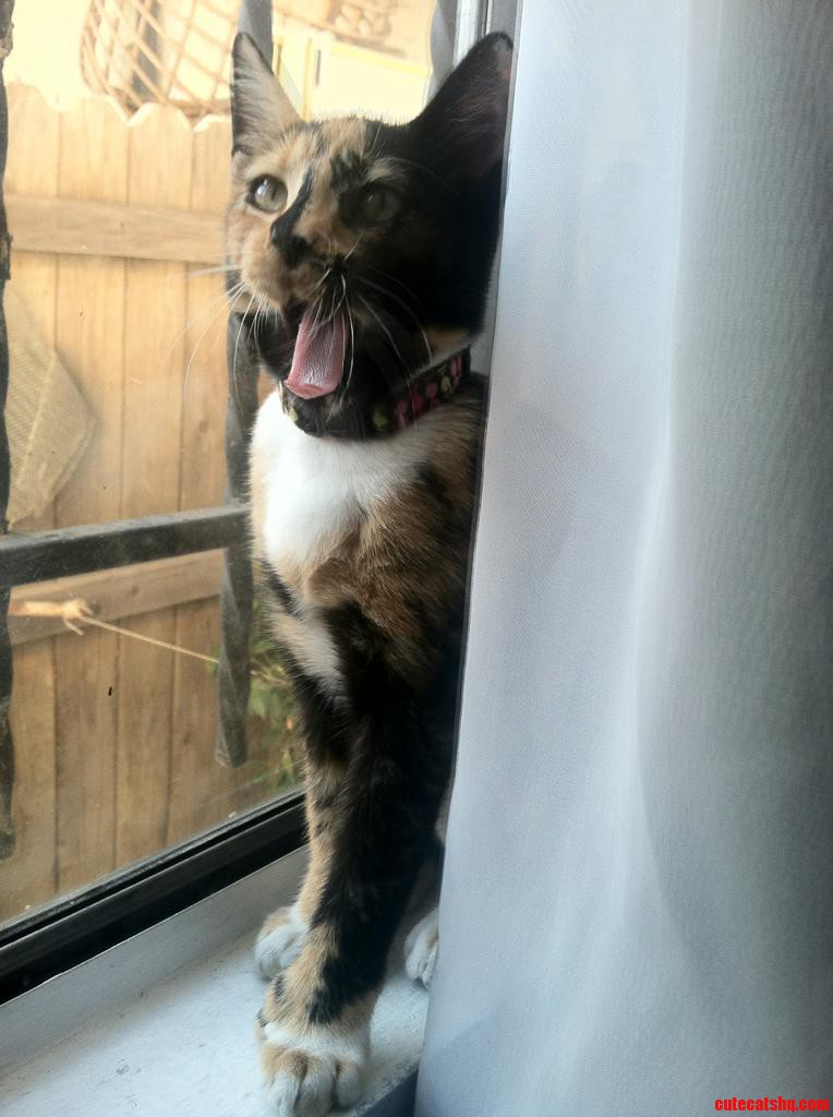 I Caught Her Mid Yawn.