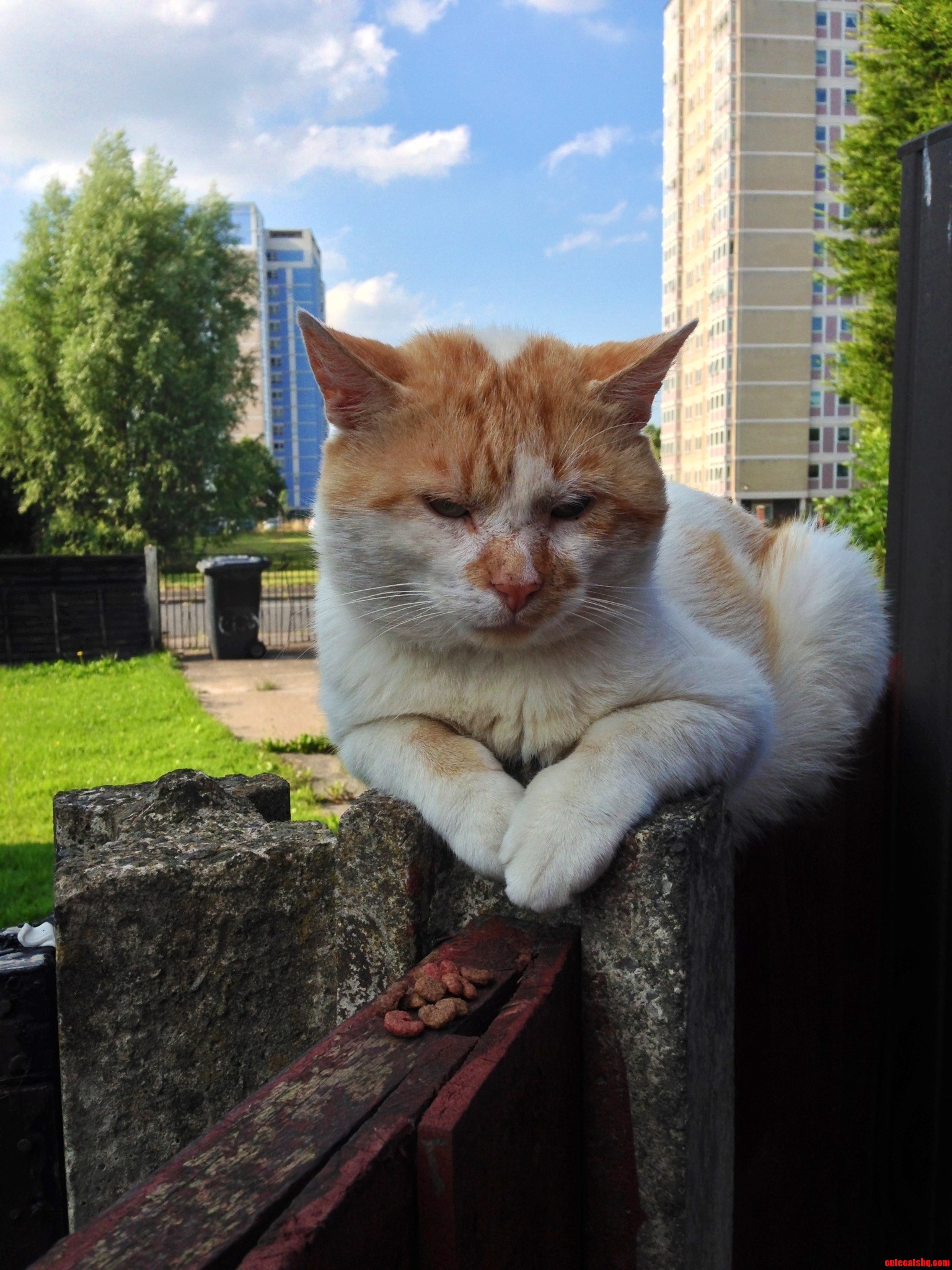 I Don't Know His Name but I Feed Him Every Day Even Though It Attacks Me When I Try to Pet Him