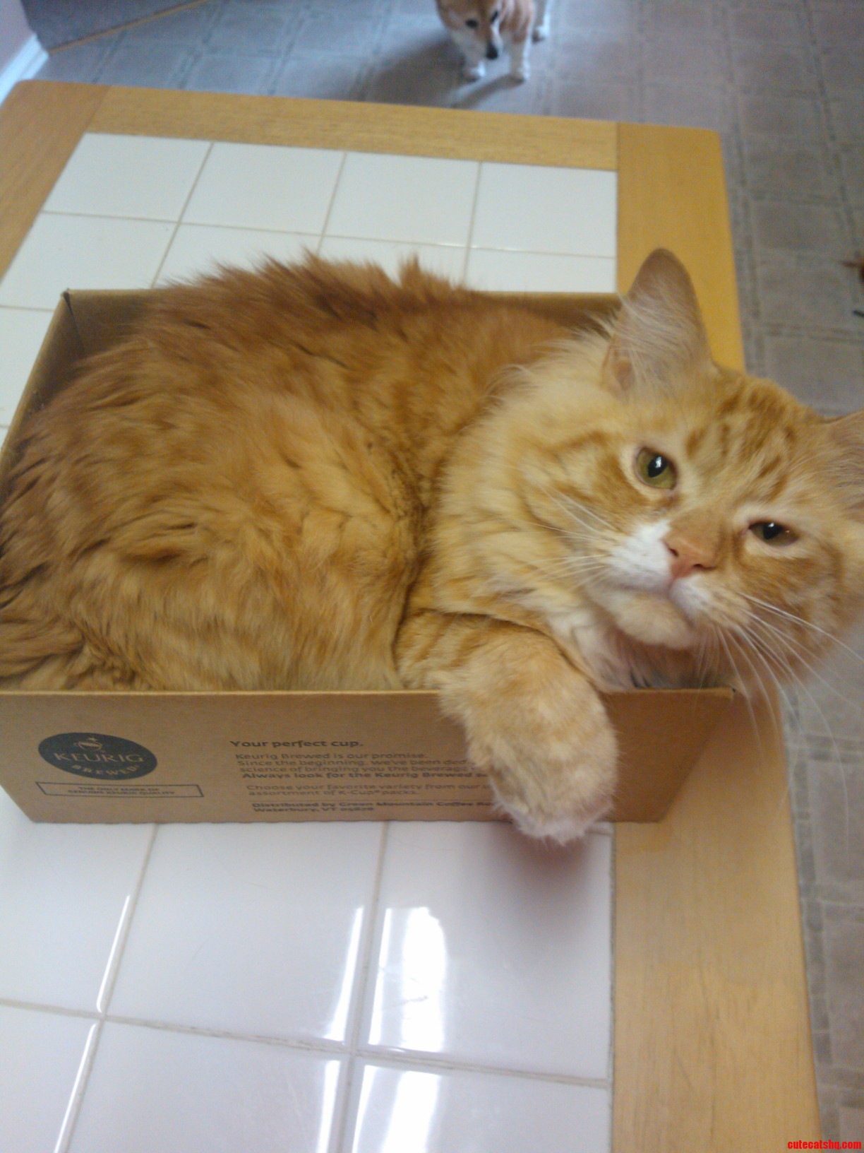 I Fits
