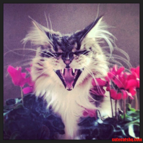 I Have a Maine Coon  Too  Meet Apollo  Mid-yawn .