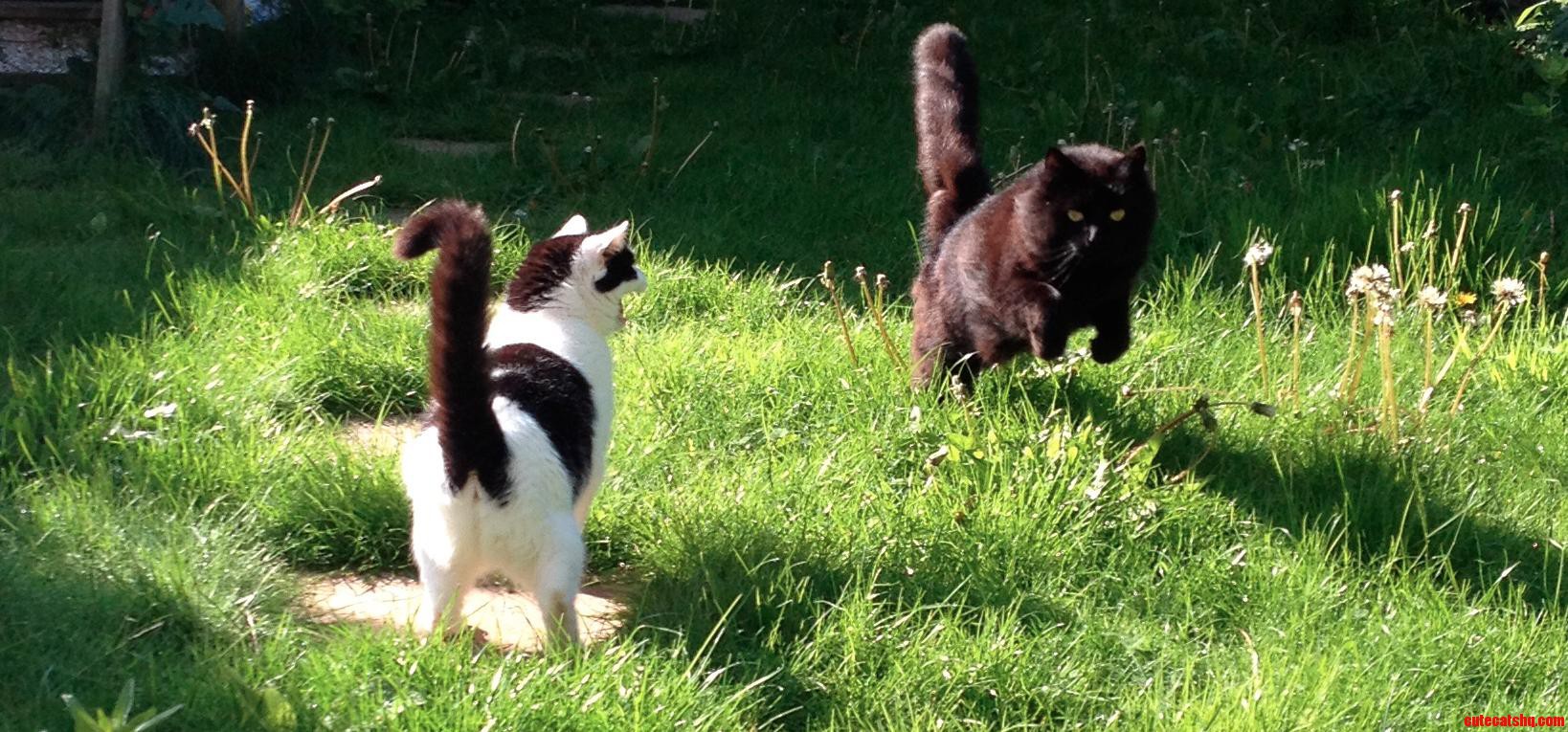 I Have One Mean Cat and One Cute Cat. This Photo Sums Them Up Perfectly.