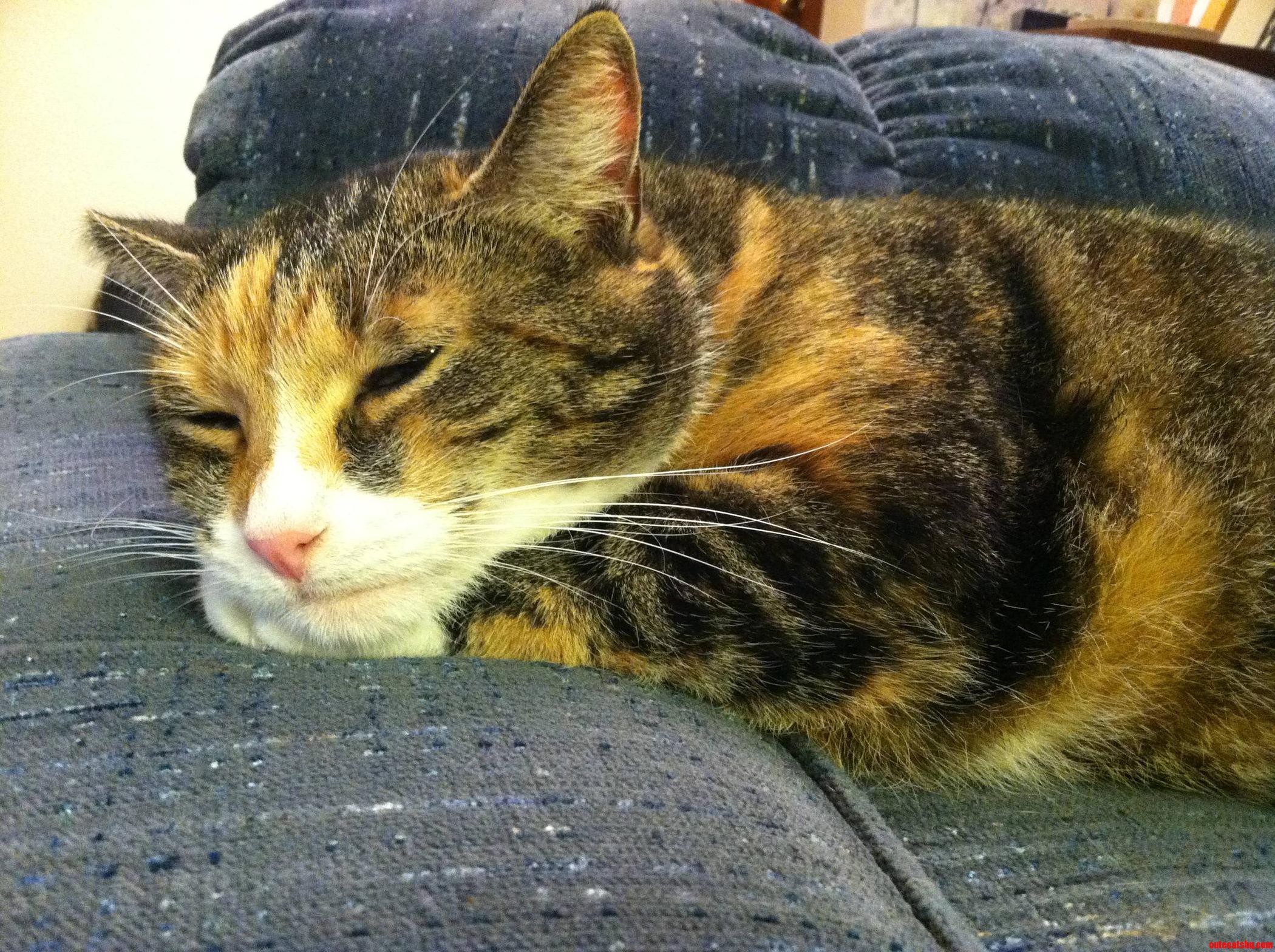 I Heard You Like Cats Who Fall Asleep with Their Heads on Their Paws.