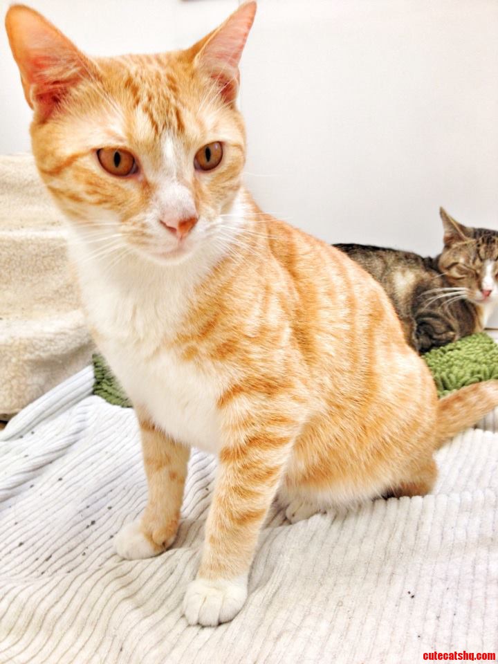 I Just Adopted This Guy  Now I Have Two Orange Tabbies. Love Them