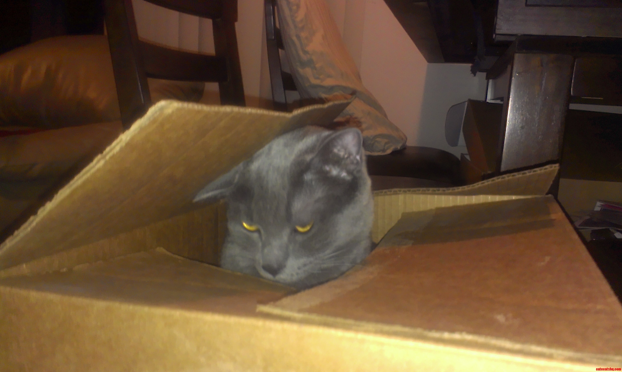 I Just Got My Cat Replacement in the Mail He Looks Defective.. Yet Handsome.