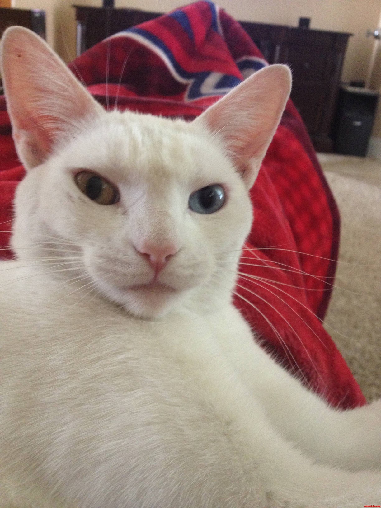 I Love My Cat's Eyes