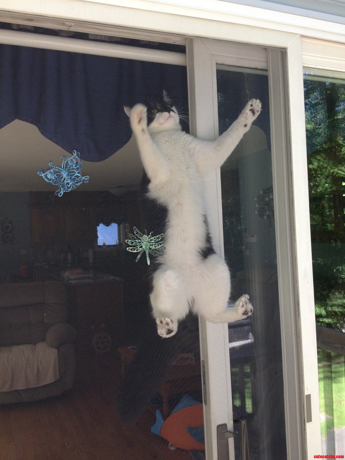 I M Not Sure How He Got Up There...