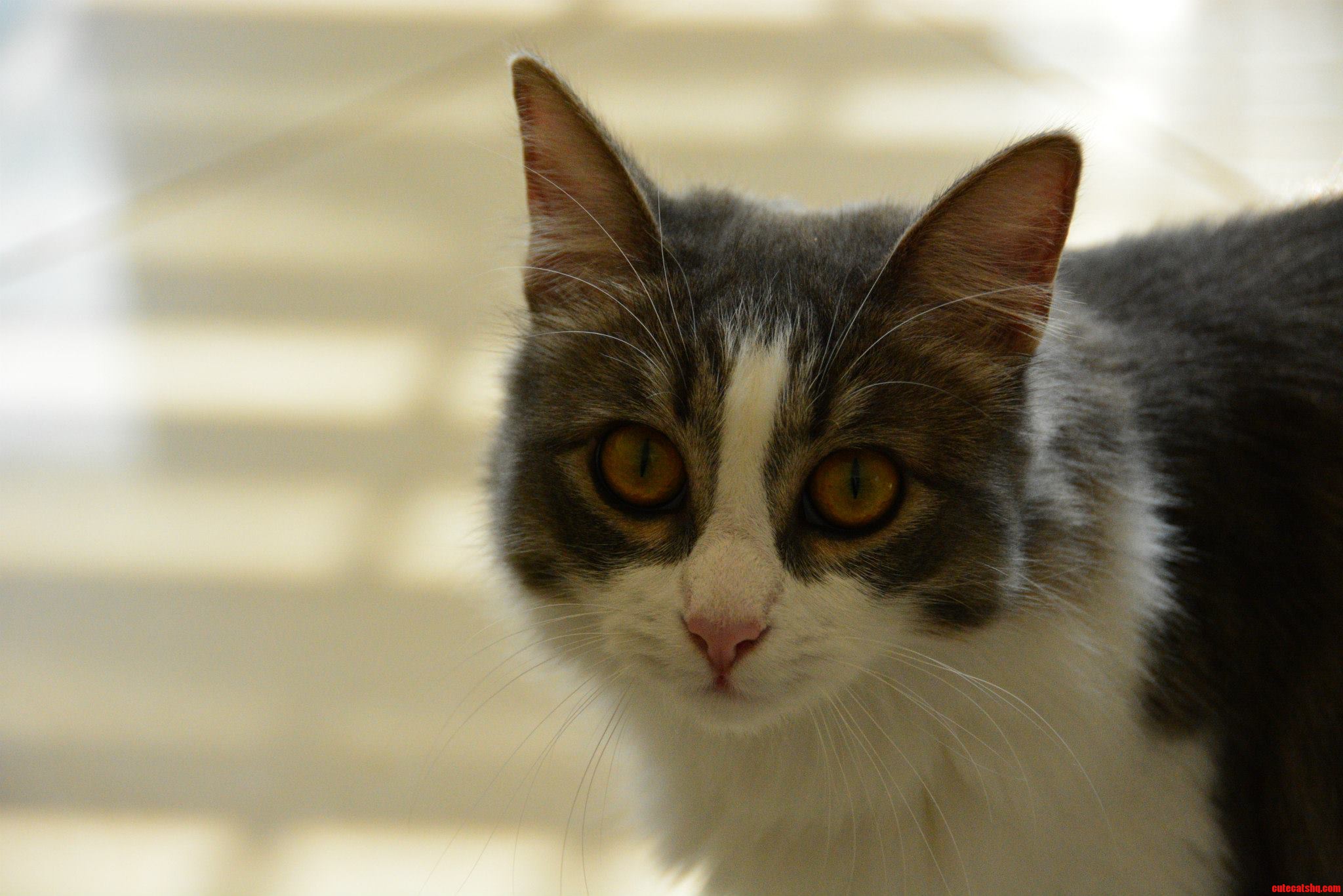 I Rescued Her 6 Months Ago  but She Still Looks Like a Street Cat to Me.
