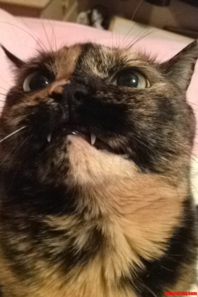 I Think My Friend's Cat Was Trying to Take a Selfie