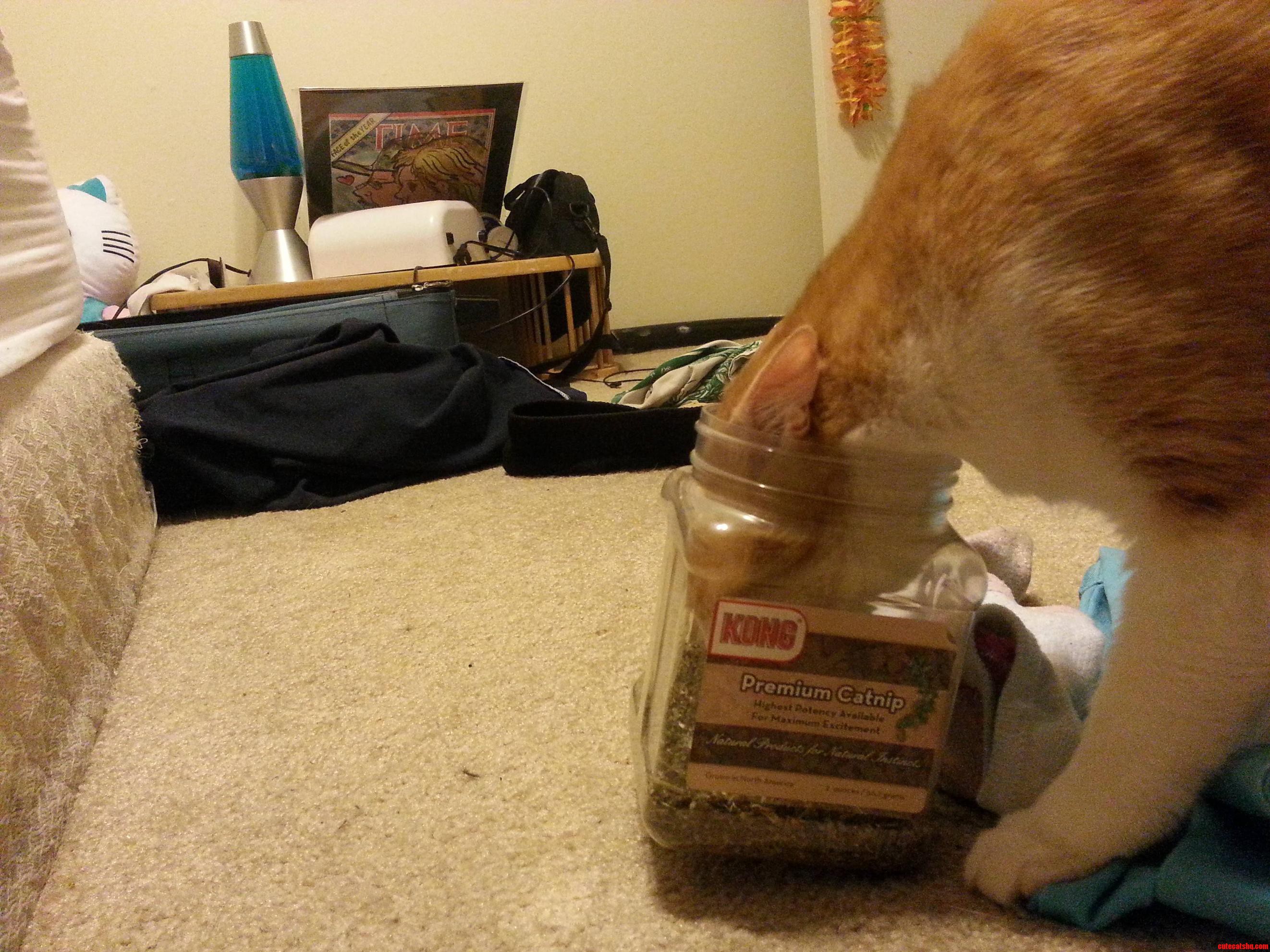 I Want My Catnip