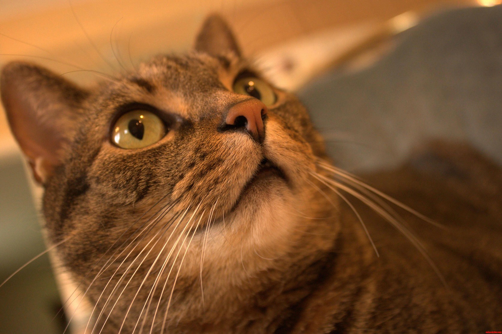 I'd Like You to Meet My Cat Dewey