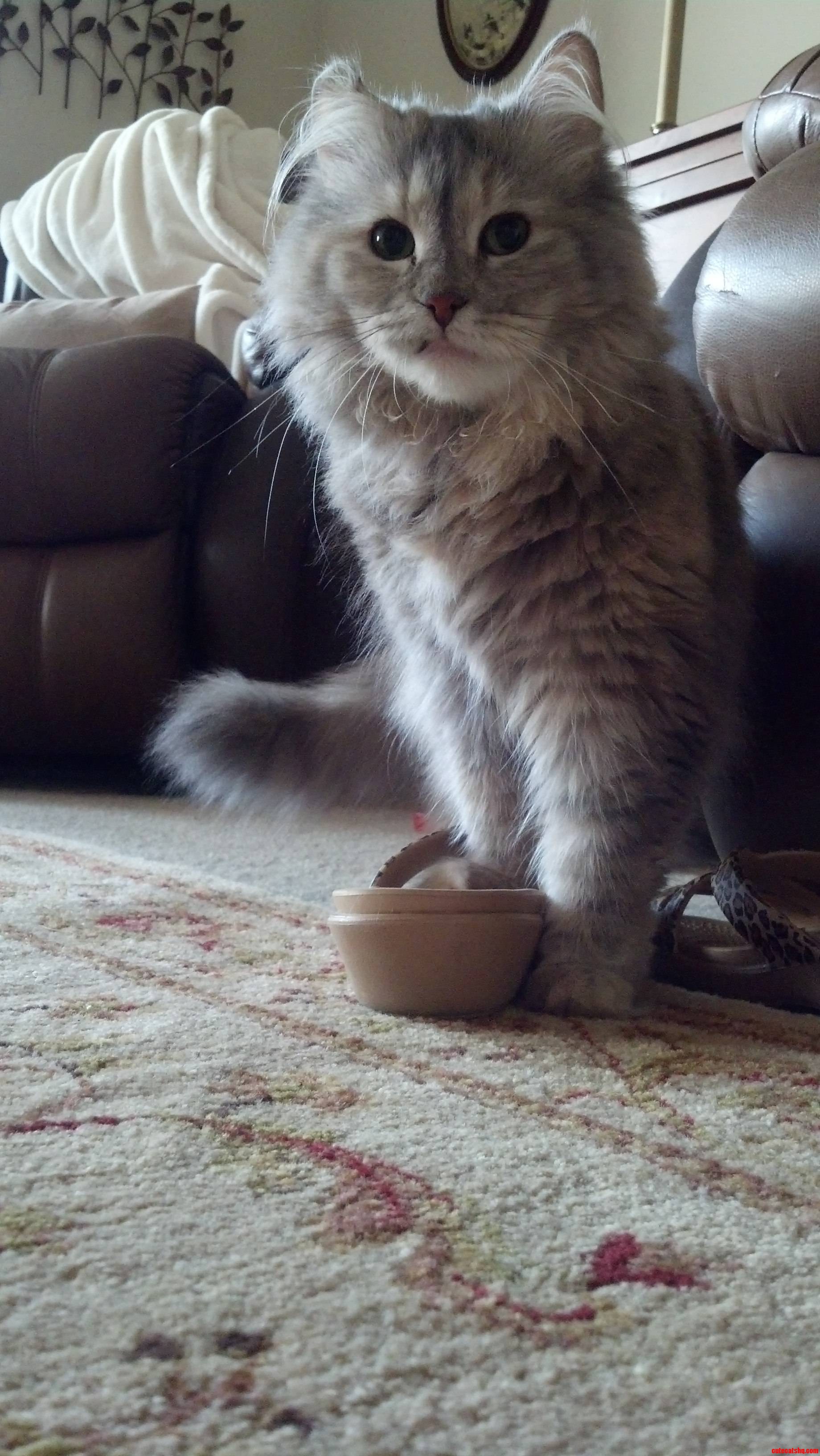 I'm Cat Sitting for a Friend This Week Meet Bonnie