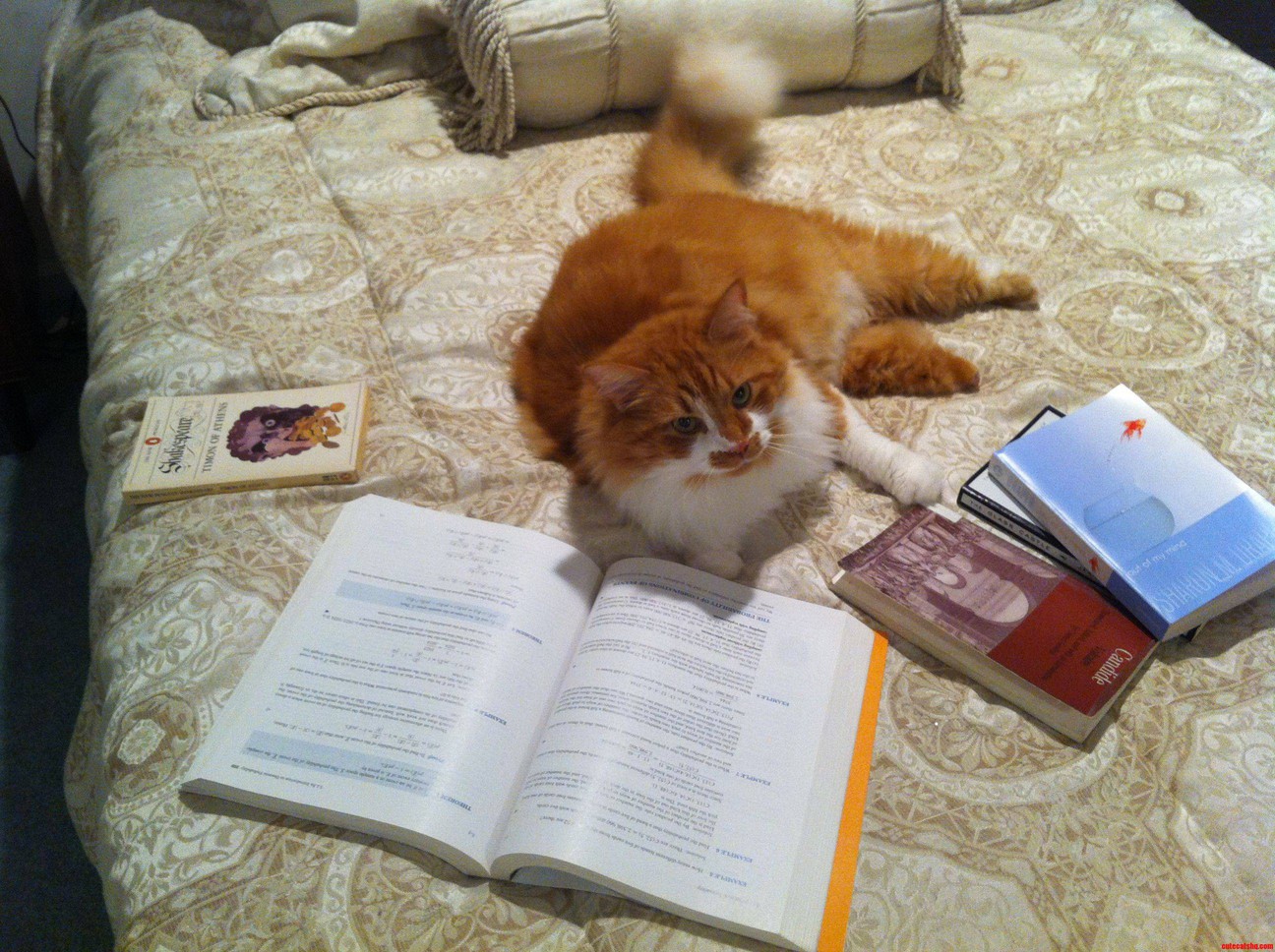 Im Sorry I Disrupted Your Studies  Sir.