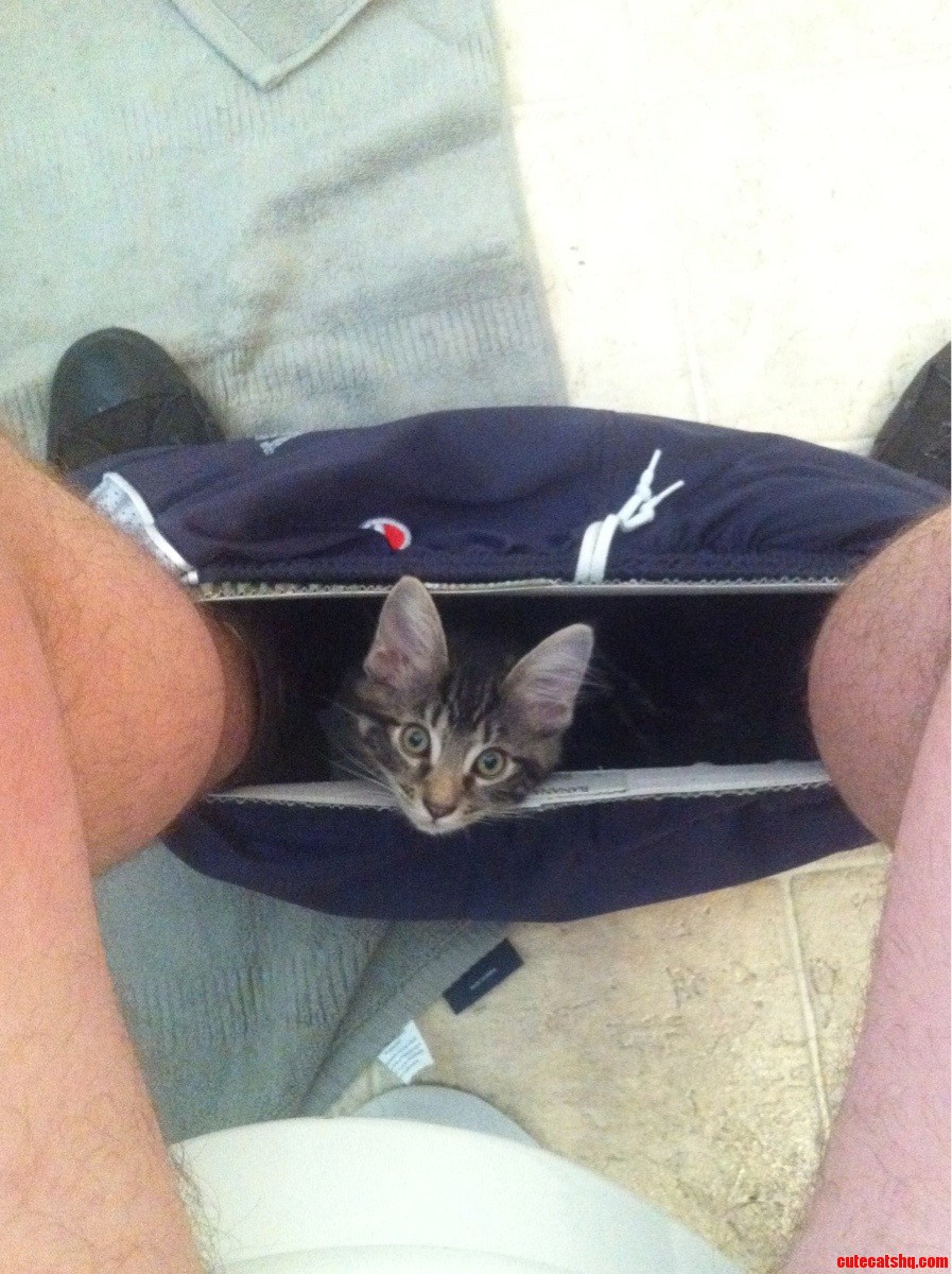 I'm Sorry  Was This Not a Convenient Spot to Nap