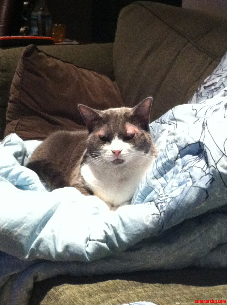 I'm Sorry  Was This Your Comfy Spot