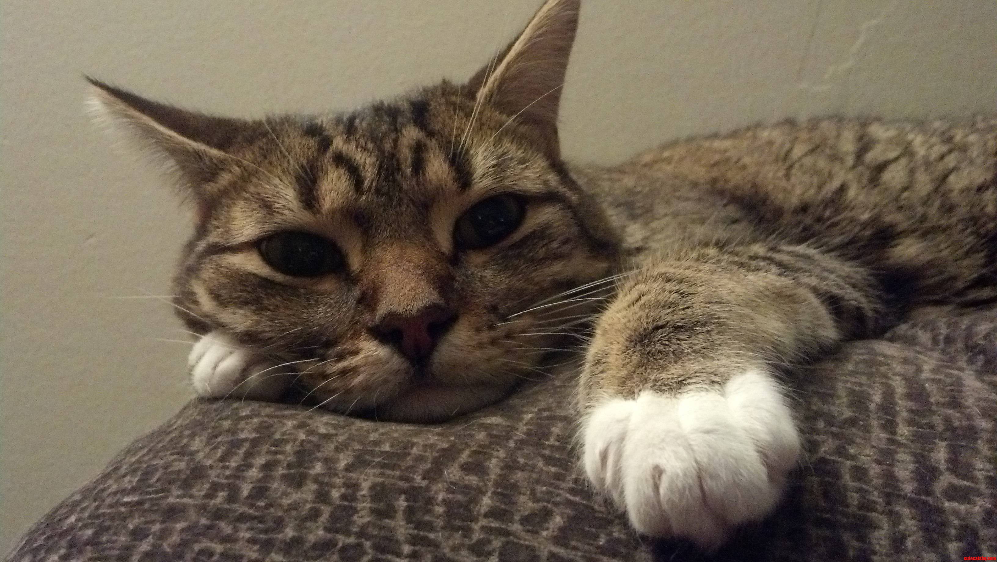 I'm Totally Boring My Cat  I Ve Reached a Whole New Level of Lame.