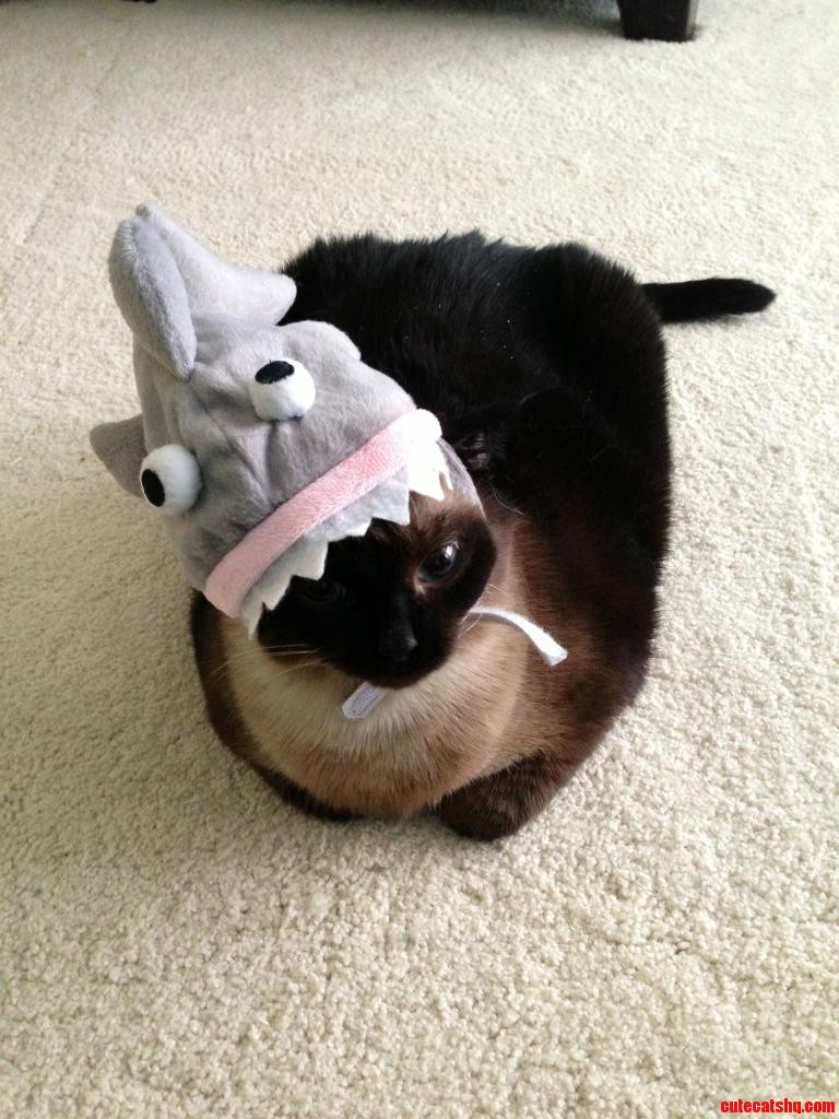 In Honor of Shark Week