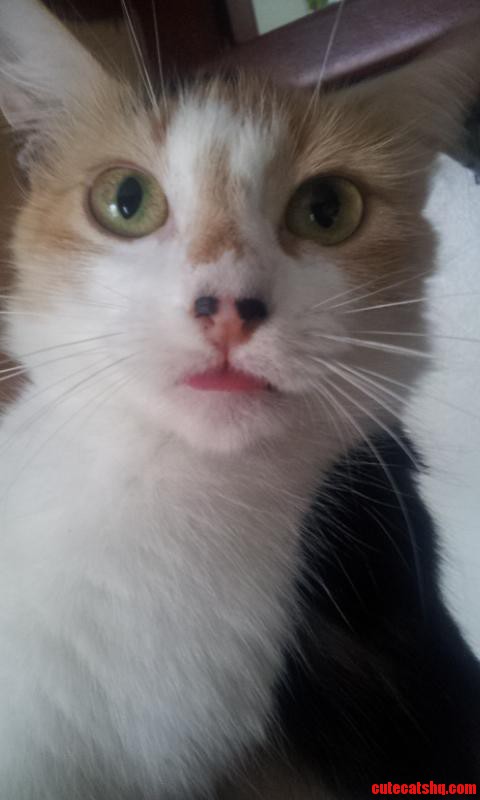 Iove My Kitty