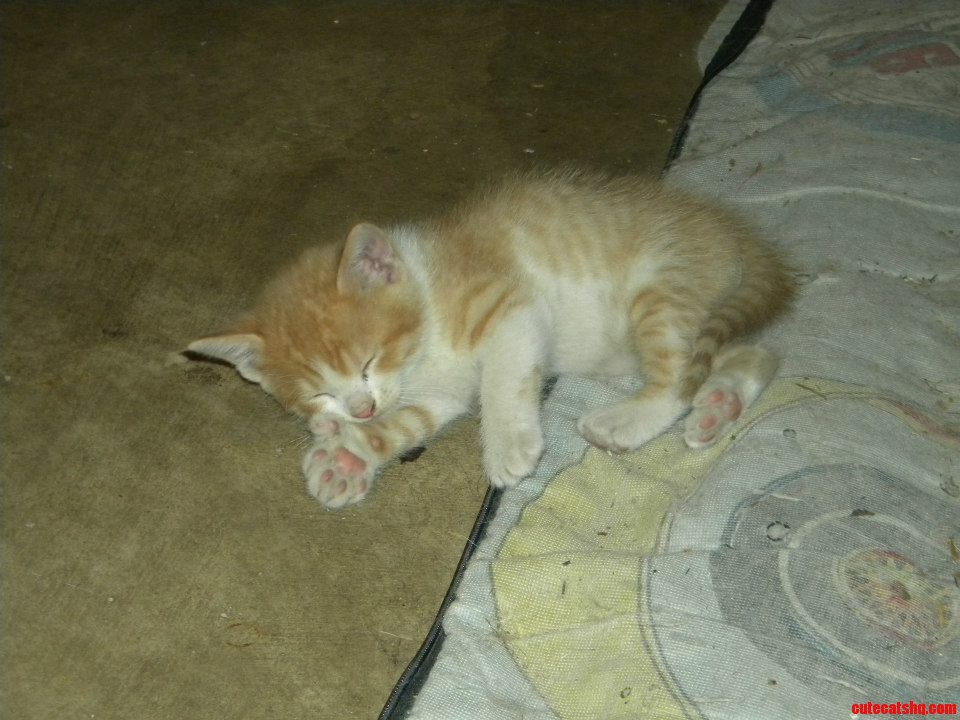 It S Hard to Be a Kitten.