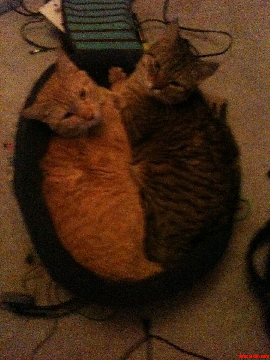Its Cat Day  Since They Were Kittens They Slept Like This  They Still Think They Fit.