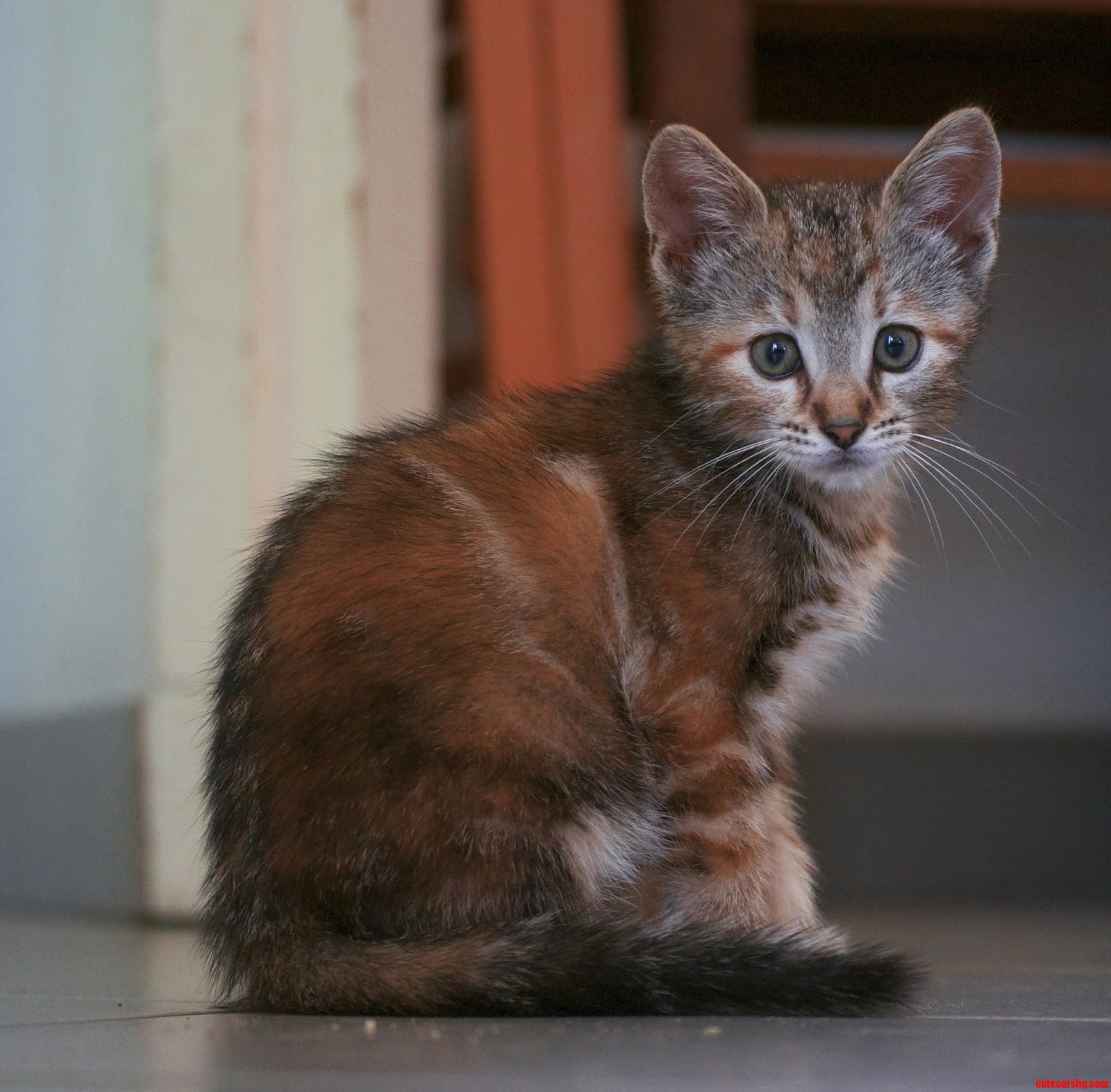 Jazz  the Newest and Probably Cutest Member of the Family
