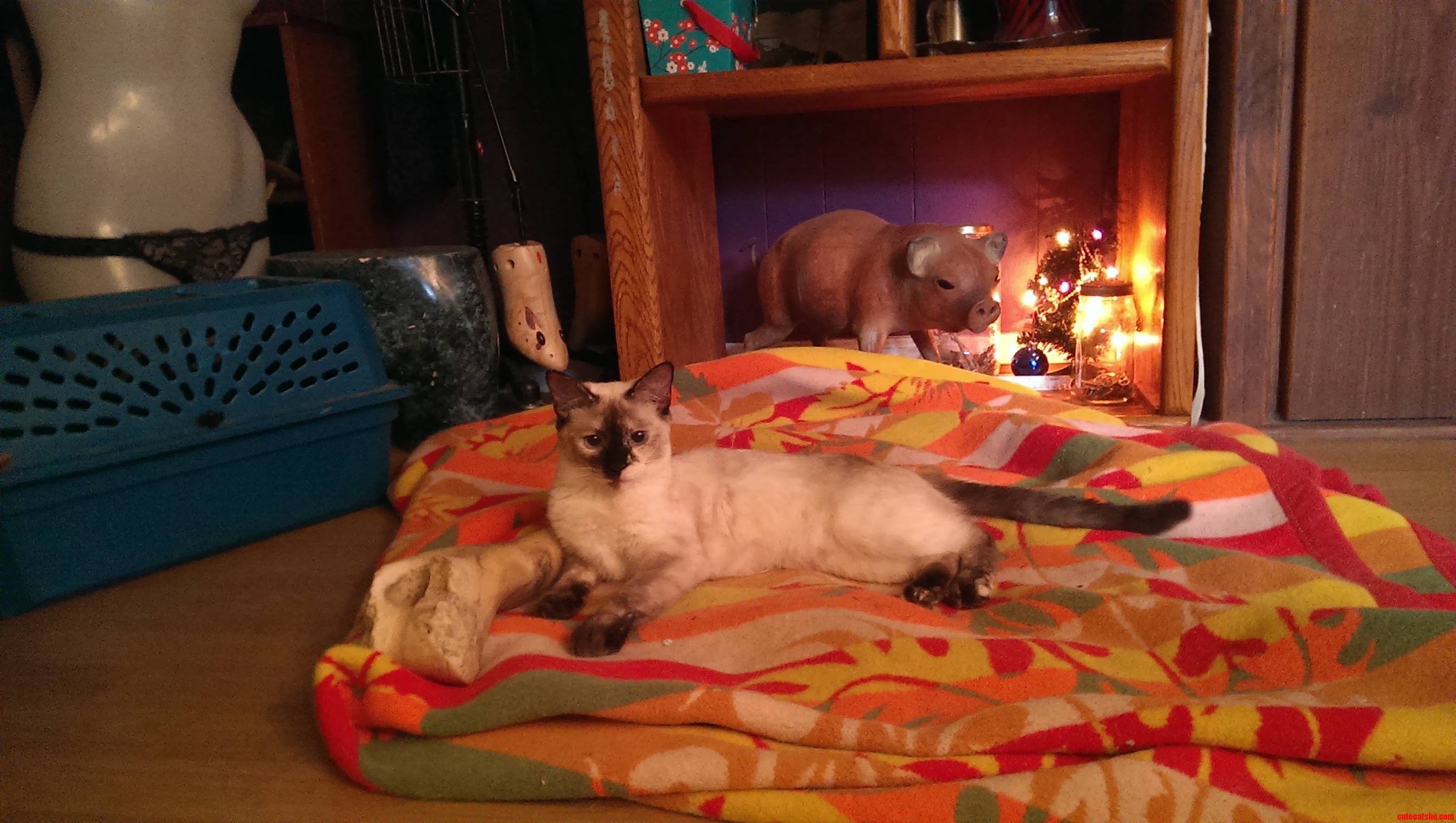Just a Cat...and Her Bone