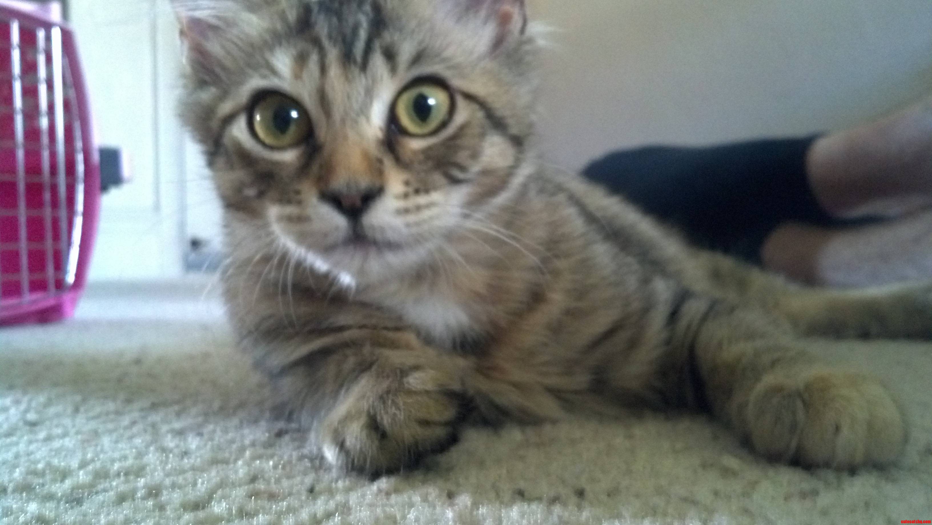 Just Adopted This Kitten and She Needs a Name  Help