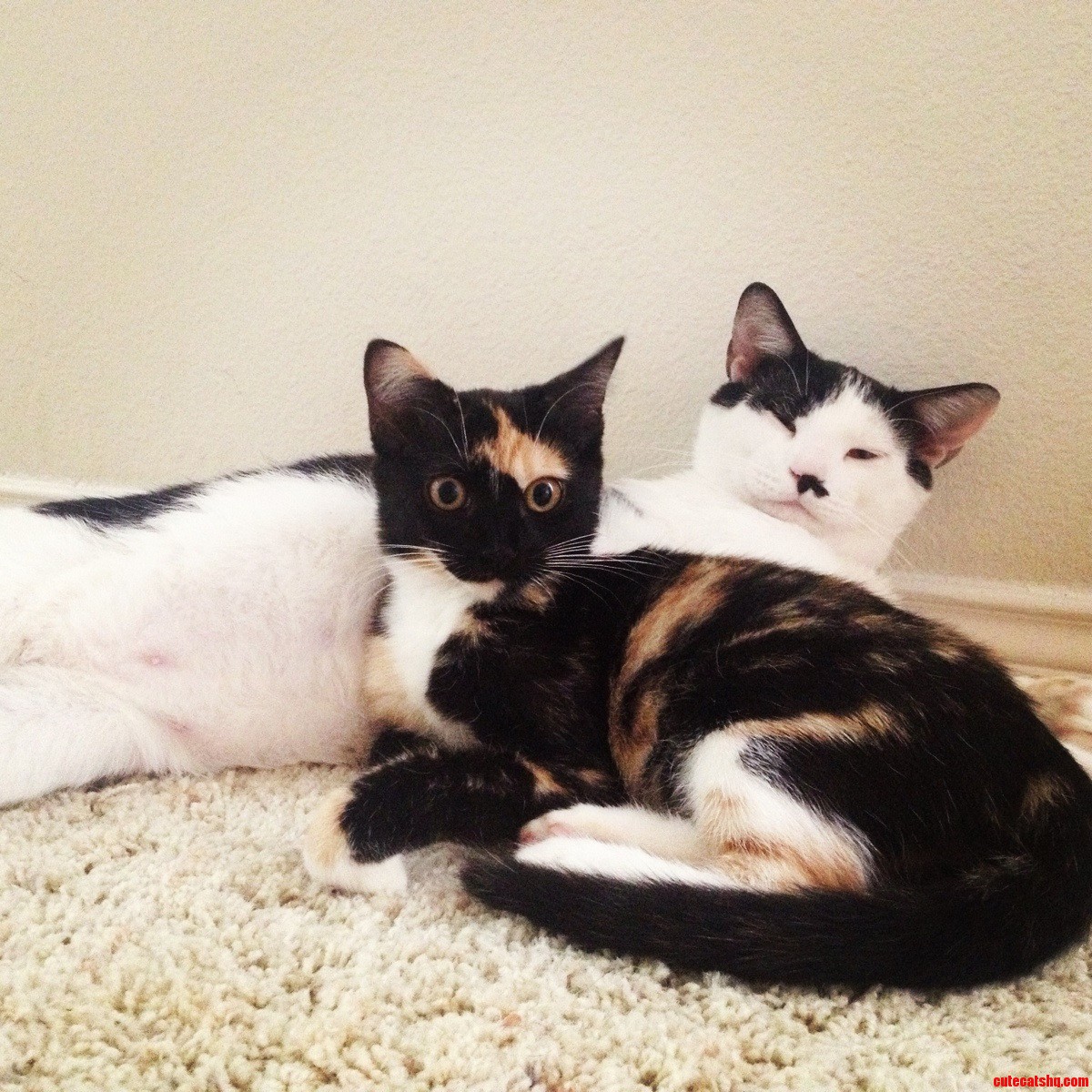 Just Relaxing Together