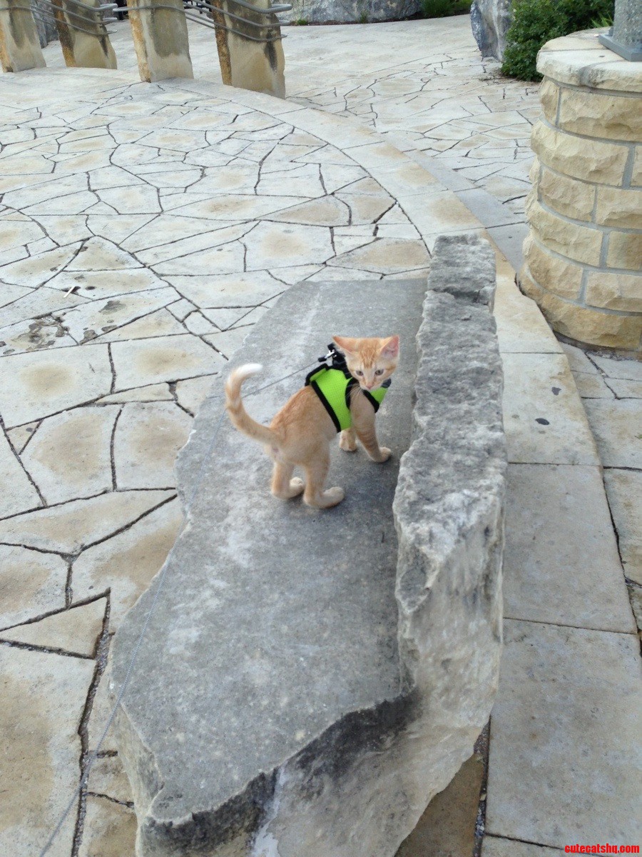Just Walking My Kitty -