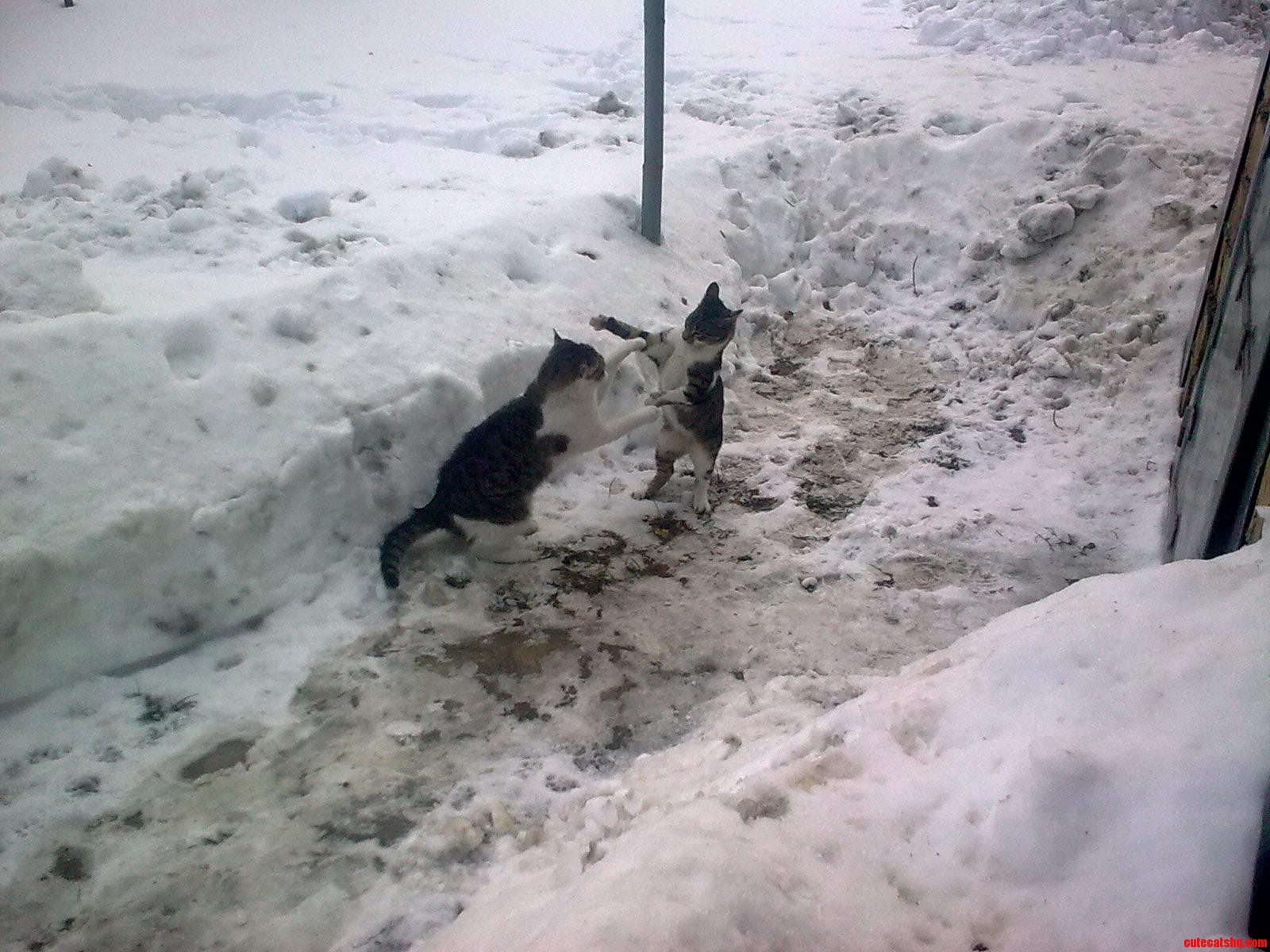 Kittens Fight in Snow.