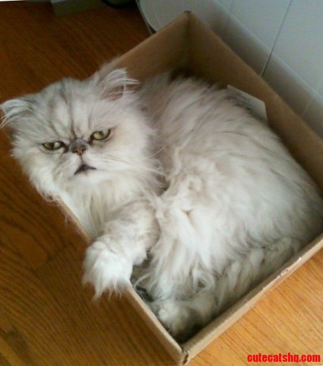 Kitty Is Not Amused