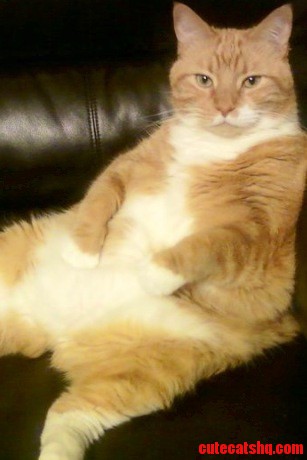 Kitty Likes to Sit Like a Boss