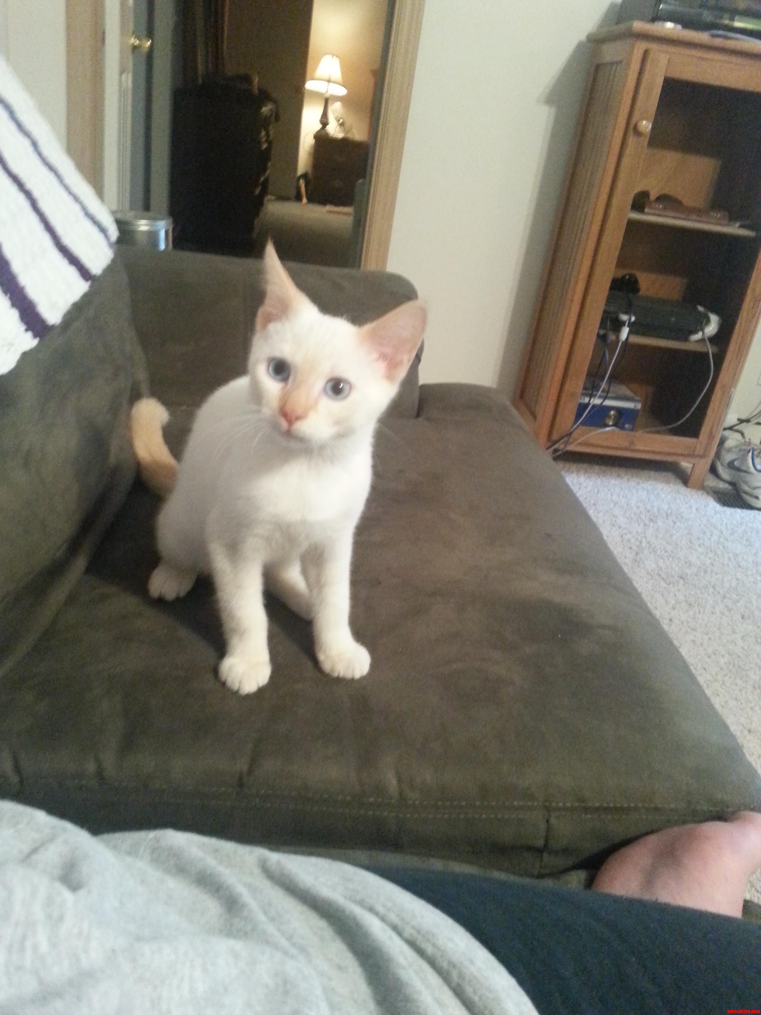 Kitty Says Hello