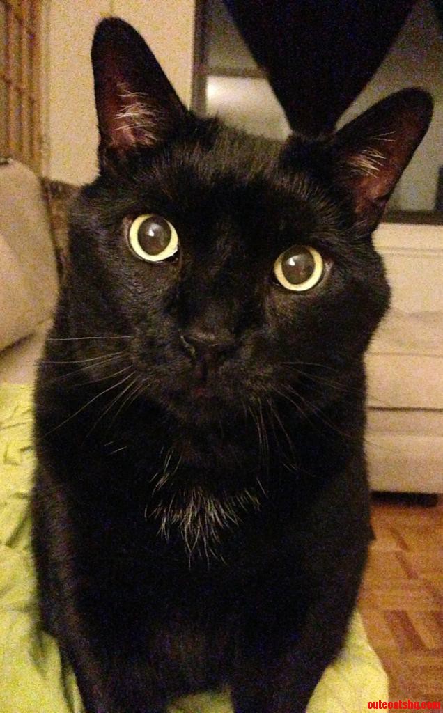 Ladies and Gentlemen  My Cat  Mojo  or Overly Attached Cat