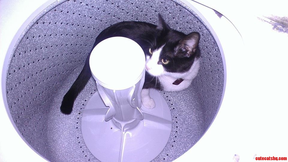 Laundry Day Has Been Interrupted.